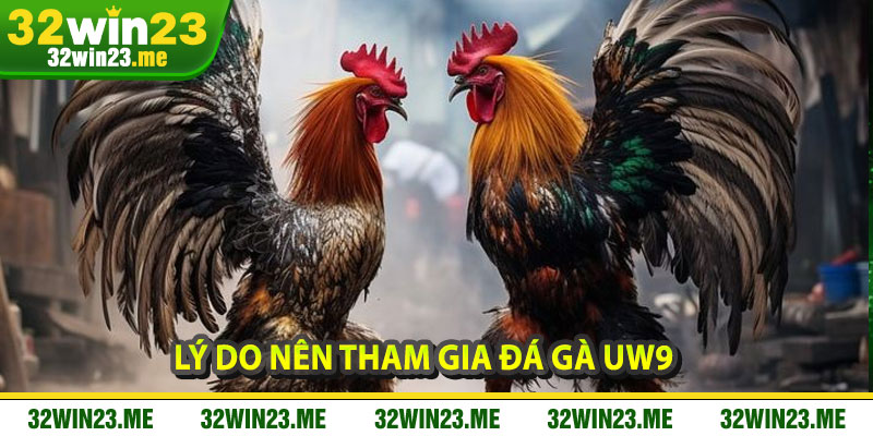 Lý Do Nên Tham Gia Đá Gà UW9